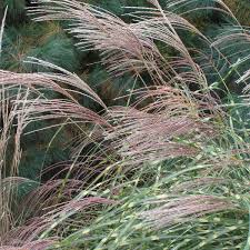 Image result for Miscanthus sinensis Zebrina