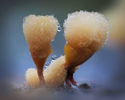 Attēlu rezultāti vaicājumam “Hemitrichia chrysospora sessile”