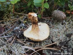 Attēlu rezultāti vaicājumam “Lentinus lepideus”