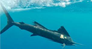 Image result for Istiophorus platypterus