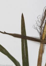 Attēlu rezultāti vaicājumam “Glyceria fluitans leaf”