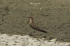 Image result for Glareola maldivarum