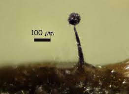 Attēlu rezultāti vaicājumam “Cribraria violacea macro”