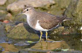 Attēlu rezultāti vaicājumam “Actitis hypoleucos”
