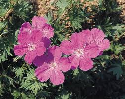 Attēlu rezultāti vaicājumam “Geranium sanguineum”
