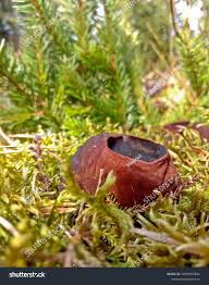 Attēlu rezultāti vaicājumam “Sarcosoma globosum”