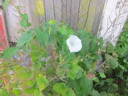 Attēlu rezultāti vaicājumam “Calystegia sepium”