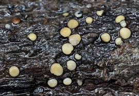 Attēlu rezultāti vaicājumam “Vibrissea decolorans”