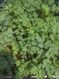 Attēlu rezultāti vaicājumam “Corydalis”