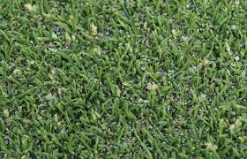 Attēlu rezultāti vaicājumam “Poa annua”