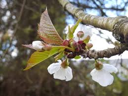 Attēlu rezultāti vaicājumam “Prunus avium flower”