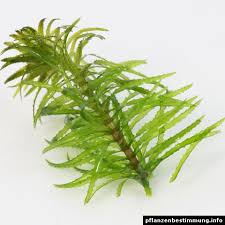 Attēlu rezultāti vaicājumam “Najas major leaf”