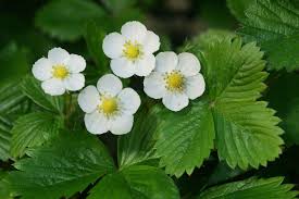 Image result for Fragaria vesca