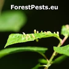 Attēlu rezultāti vaicājumam “Eriophyes padi”