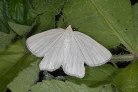 Attēlu rezultāti vaicājumam “Siona lineata”