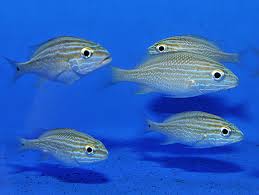 Image result for Haemulon plumierii