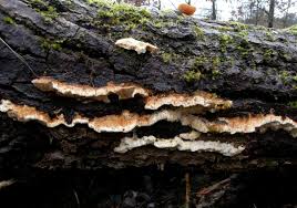 Attēlu rezultāti vaicājumam “Coriolopsis trogii”