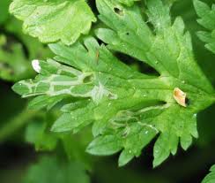 Attēlu rezultāti vaicājumam “Phytomyza minuscula”