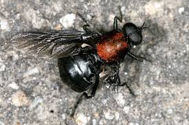 Attēlu rezultāti vaicājumam “Clitellaria ephippium”