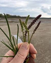 Attēlu rezultāti vaicājumam “Triglochin maritimum flower”