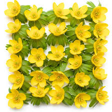 Attēlu rezultāti vaicājumam “Eranthis hyemalis”