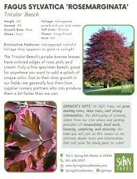 Attēlu rezultāti vaicājumam “Fagus sylvatica flower”