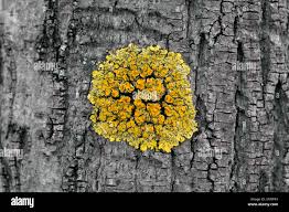 Attēlu rezultāti vaicājumam “Xanthoria parietina”