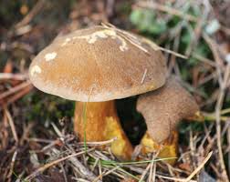 Attēlu rezultāti vaicājumam “Suillus bovinus”