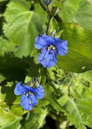 Attēlu rezultāti vaicājumam “Commelina coelestis”