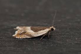 Attēlu rezultāti vaicājumam “Ancylis badiana”