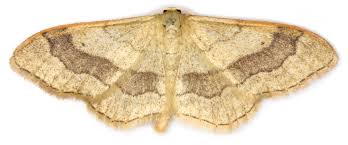 Attēlu rezultāti vaicājumam “Idaea aversata”