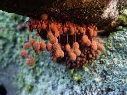 Attēlu rezultāti vaicājumam “Arcyria globosa stalked”