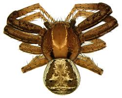 Attēlu rezultāti vaicājumam “Xysticus bifasciatus female”