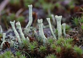 Attēlu rezultāti vaicājumam “Cladonia deformis”