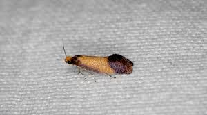 Attēlu rezultāti vaicājumam “Incurvariidae”