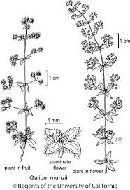 Attēlu rezultāti vaicājumam “Galium schultesii fruit”