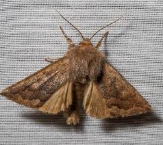 Attēlu rezultāti vaicājumam “Orthosia sp. larva”