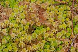 Attēlu rezultāti vaicājumam “Sphagnum magellanicum”