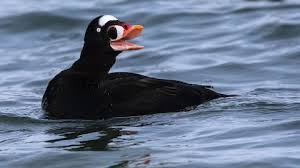 Image result for Melanitta perspicillata