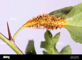 Attēlu rezultāti vaicājumam “Gymnosporangium sp.”