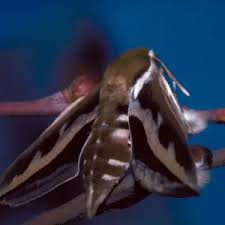 Attēlu rezultāti vaicājumam “Hyles gallii imago”