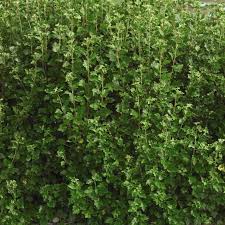 Attēlu rezultāti vaicājumam “Ribes alpinum”