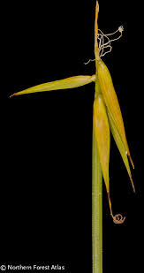 Attēlu rezultāti vaicājumam “Carex pauciflora”