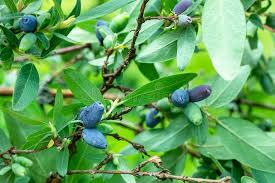 Attēlu rezultāti vaicājumam “Lonicera caerulea var. pallasii leaf”