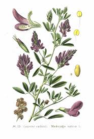 Attēlu rezultāti vaicājumam “Medicago sativa subsp. sativa”