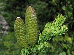 Attēlu rezultāti vaicājumam “Abies sibirica”