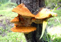 Attēlu rezultāti vaicājumam “Inonotus rheades”