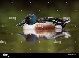 Attēlu rezultāti vaicājumam “Anas clypeata male”