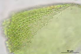 Attēlu rezultāti vaicājumam “Myurella julacea”