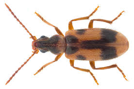 Attēlu rezultāti vaicājumam “Notoxus monoceros”